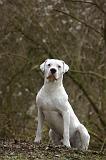DOGUE ARGENTIN 484